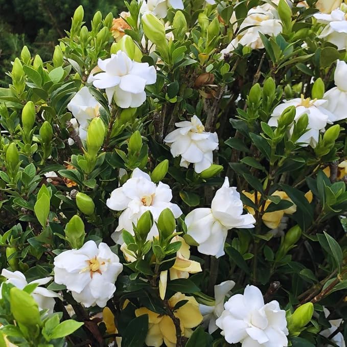 2 Jasmine Plants Live, Jasmine Flower Plant, 5 Inc Long, Annual Blooming Climbing Vine (Frost Proof)