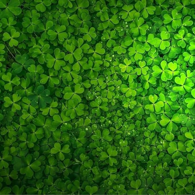 3 Pack Freshwater Aquarium Decor, Easy Growing Dwarf Carpet for Fish Tank/Terrarium, Natural Aquatic Plant Growth Material (Lucky Grass)