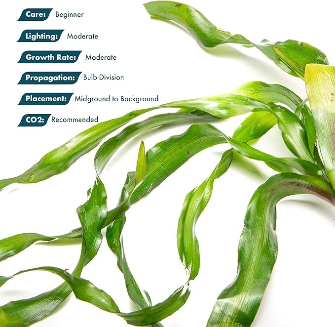 SubstrateSource Live Plants - Thai Onion Plant (Crinum thaianum) - Medium Light, Green Accent Freshwater Aquatic Plant, Midground to Background Placement for Aquascaping - Bulb Growth - Bulb - 1 Pack