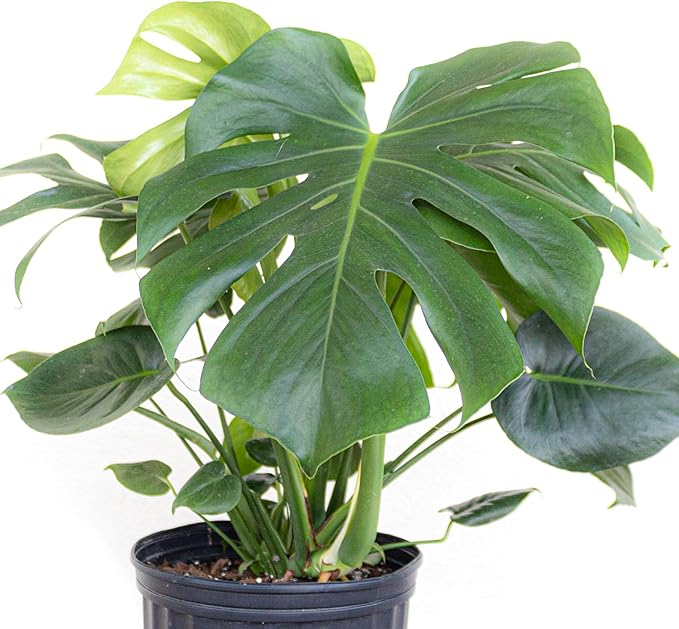 United Nursery Monstera Deliciosa – Swiss Cheese Plant in 10” Grower Pot – 24–28 Inches Tall – Tropical Air-Purifying Indoor Plant with Split Leaves – Easy-Care Greenery for Home or Office