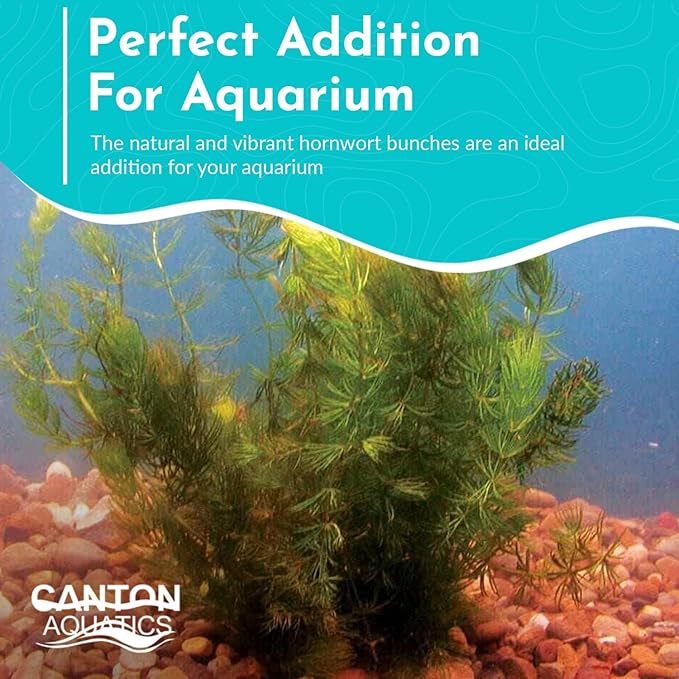 Live Aquarium Hornwort Coontail Bunch Plants - Excellent Oxygenator - Easy to Maintain Plant - Removing Excess Nitrates - Promote High Water Quality - 3-5 Stems Per Bunch - Pack 1