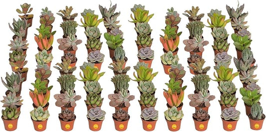 Costa Farms Succulents (100 Pack), Live Mini Succulent Plants, Grower's Choice Live Houseplants, Potted in Nursery Plant Pots, Potting Soil, Gift for Bulk Baby Shower, Bridal Shower, DIY Room Decor