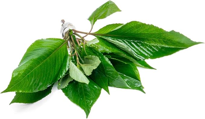 SubstrateSource Dwarf Hygrophila Corymbosa Siamensis Live Aquarium Plant - Freshwater Fish Tank Decorations and Natural Aquatic Decor (4)