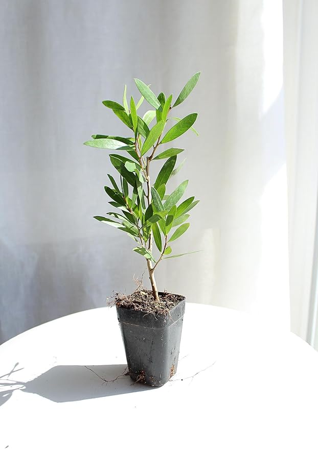 Generic Purple Bottlebrush Starter Plant Callistemon Citrinus Jeffersii Starter Plant Shrub Pink Floral Live Plant Landscape Outdoor Garden Plant