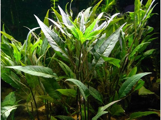 Texas Aquarium Plant Bundle - 20 Species Live Aquarium Plants Package