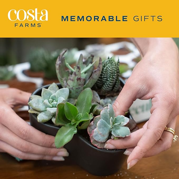 Costa Farms Succulents (25 Pack), Live Mini Succulent Plants, Grower's Choice Live House Plants, Potted in Nursery Plant Pots, Potting Soil Mix, Bulk Baby Shower, Bridal Shower Gift, DIY, Party Favors