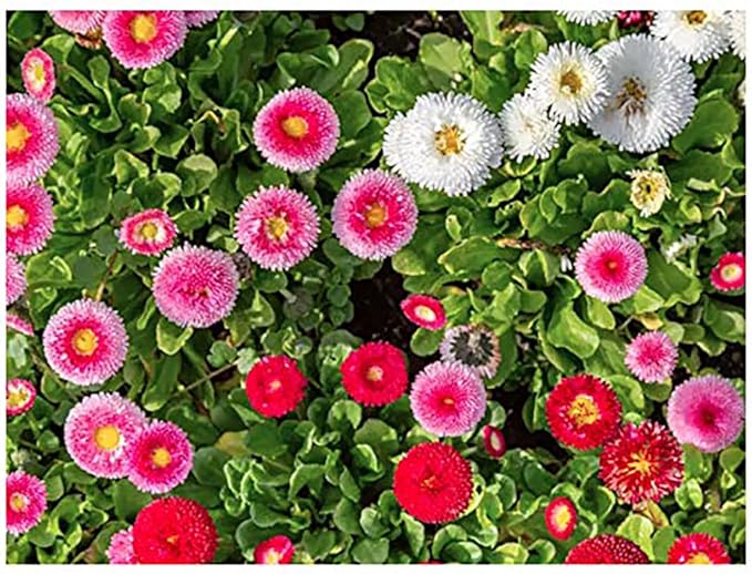 Mixed English Daisy Seeds - Beautiful Lawn Addition