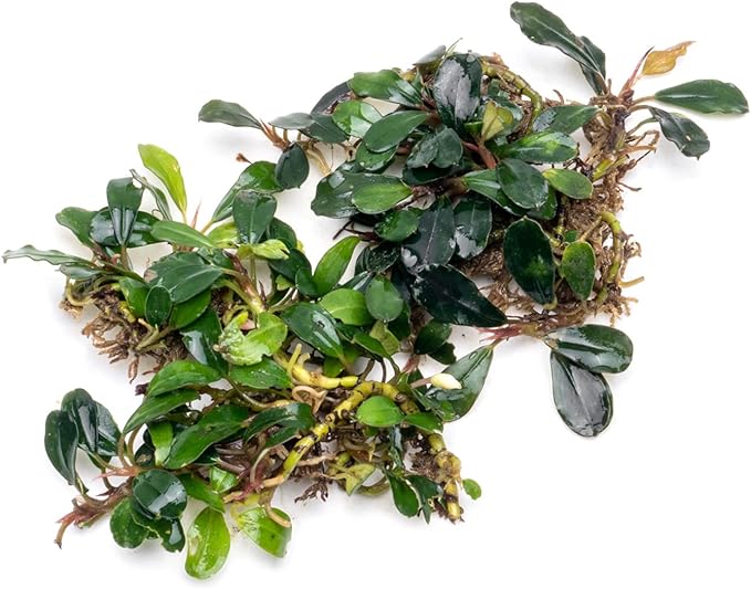 SubstrateSource Bucephalandra Brownie Blue Live Aquarium Plant - Natural Freshwater Fish Tank Decorations and Aquatic Decor (Small Clump (3-5 Plants))