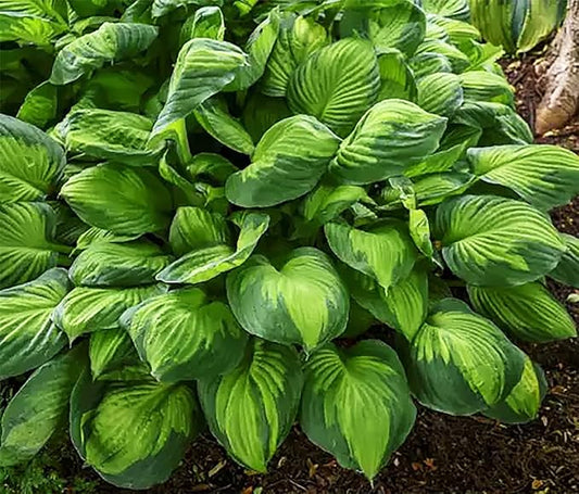 Captain Kirk Hosta - Shade Plant, 24-42" Tall, 42" Wide. Bold Green Leaves with Light Green Centers, Ideal for Low Light Areas, Low Maintenance. Also Good Indoor House Plants.