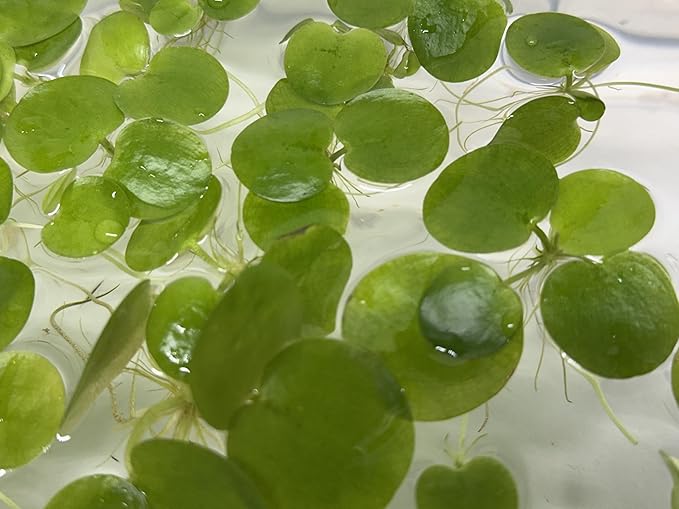 12 Amazon Frogbit (Limnobium Laevigatum), Live Aquarium/Aquatic Floating Plant by TMD Fishkeeping