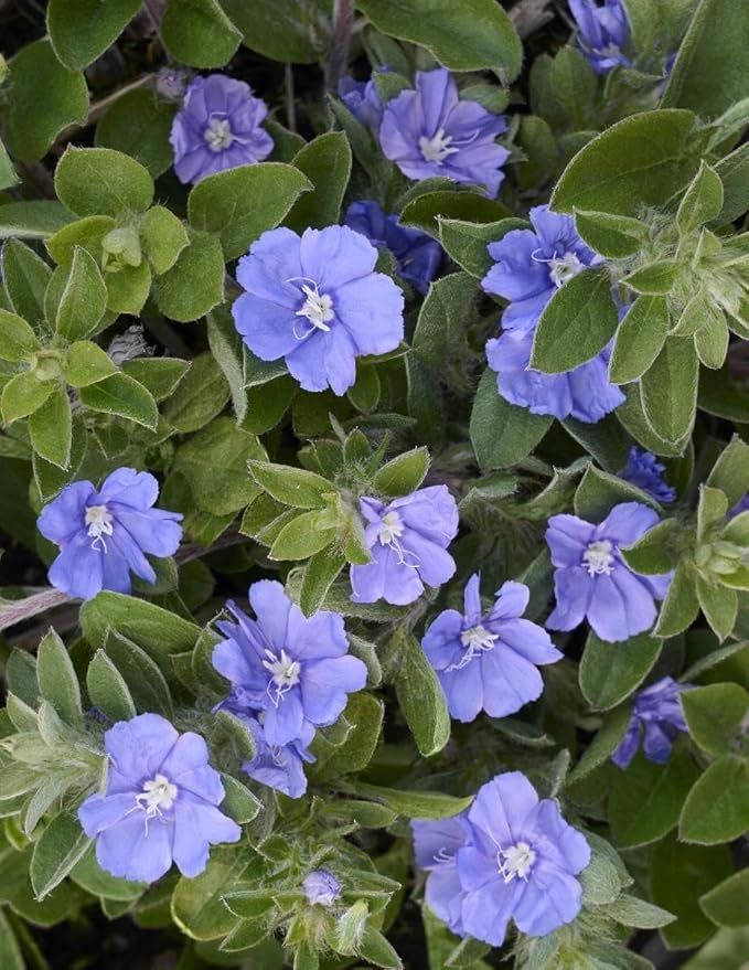 Beach Bum Blue I 3 Large Gallon Size Plants I Evolvulus Glomeratus I Live Low-Maintenance, Drought-Resistant, Ideal for Coastal Gardens