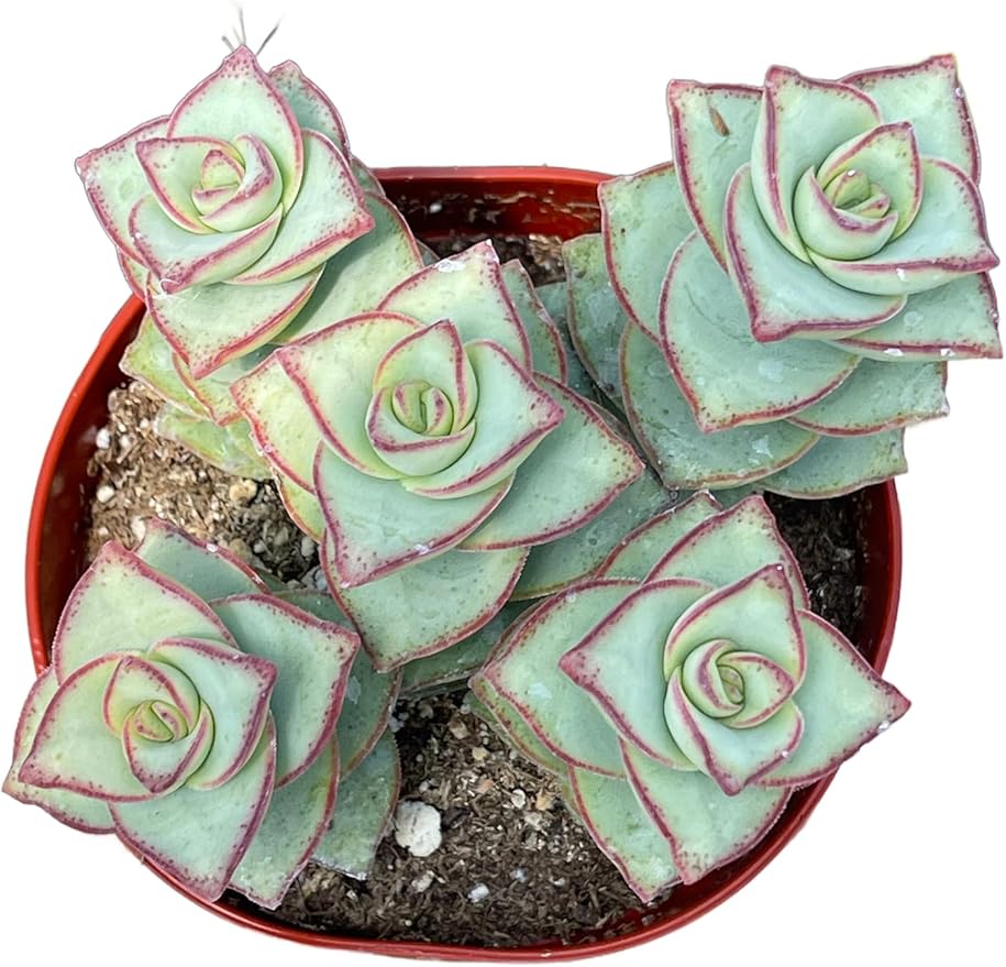 Live Succulent 4" Crassula Perforata Ivory Towers, Succulents Plants Live Fully Rooted House Plant for Home Office Decoration, DIY Projects by The Succulent Cult