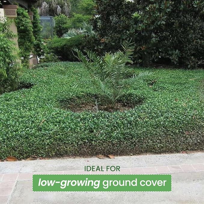 American Plant Exchange Asiatic Jasmine Minima – 6-Inch with Pot – Live Evergreen Groundcover Plant, Low Maintenance Greenery for Home, Garden Beds, or Landscape Borders