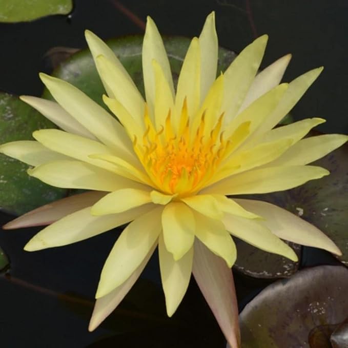 Pin Waree Live Perennial Water Lily Perfect Pond Plant Pre Grown Bare Root Waterlily Outdoor Koi Pond or Container Ponds Lillies pregrown Lilly pad
