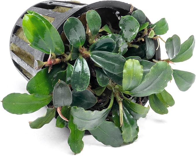 SubstrateSource Bucephalandra Brownie Blue Potted Live Aquarium Plant - Natural Freshwater Fish Tank Decorations, Aquatic Décor