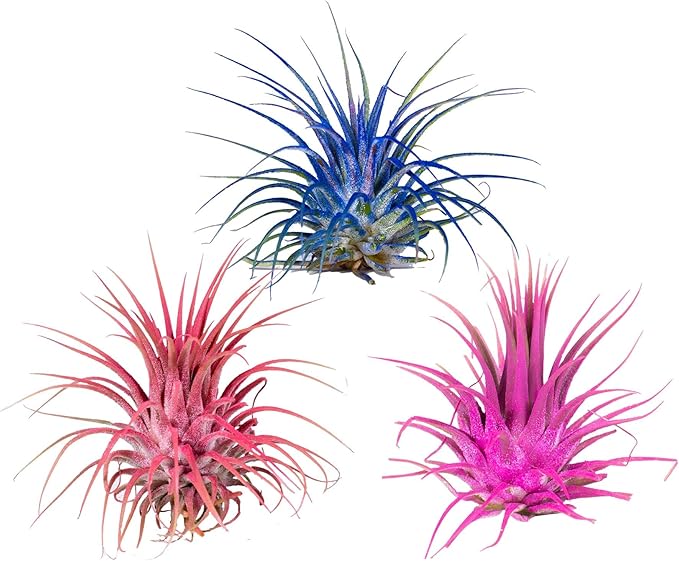 Air Plants - Tillandsia Ionantha - Organically Enhanced Color - Live Arrival Guaranteed - House Plants for Home Decor & Gift (Pink_Coral_Blue_Mix_3pk+3_Black_Planters)