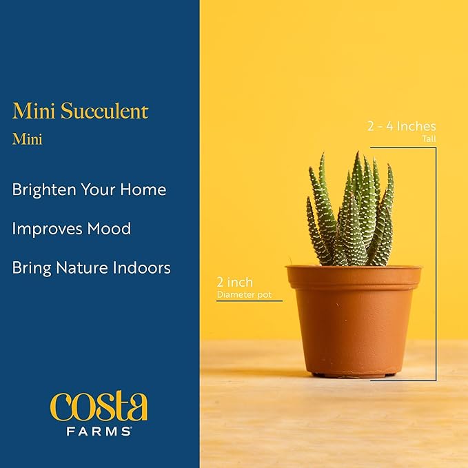 Costa Farms Live Succulents (Pack of 6) - Mini Succulent Plants, Grower's Choice Live Houseplants, Potted in Nursery Plant Pots, Potting Soil, Gift for Bulk Baby Shower, Bridal Shower, DIY Room Decor