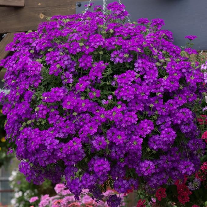 Verbena Live Plant, Trailing Verbena Plants for Planting Outdoor, Perennial Ground Cover Flowers 4 Inch Pot (Dark Purple)