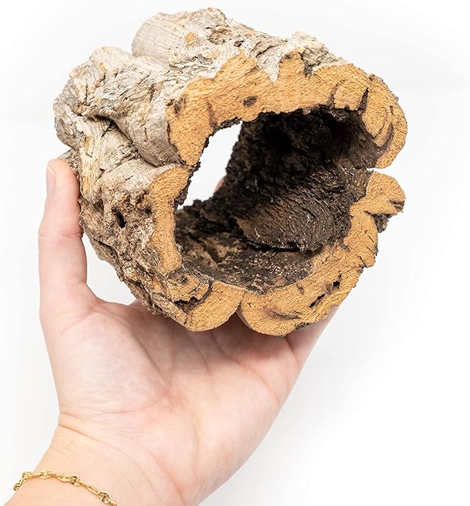 Air Plant Shop Cork Bark Planters with Assorted Air Plants- Wholesale and Bulk - Succulents - Live Tillandsia - Easy Care Indoor and Outdoor House Plants