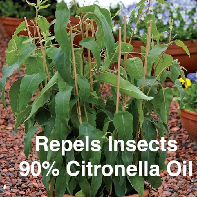 Lemon Eucalyptus (Corymbia citriodora) Live Plant - Fragrant Indoor/Outdoor Plant with Natural Insect Repellent Citronella Oil (2 eucal-Lemon Cups)