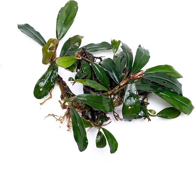 SubstrateSource Live Plants - Giant Motleyana Buce (Bucephalandra sp. 'Giant Motleyana') - Low Light, Iridescent Green Aquatic Plant, Foreground to Midground Placement - Rhizome Growth - Loose, 1 Pack