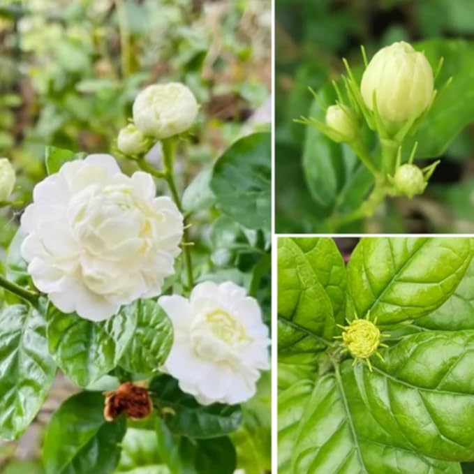 2 Maid of Orleans Jasmine Plant Indoor Live, 5 to 7 Inc Tall, Climbing Jasmine Live Plant Gardening