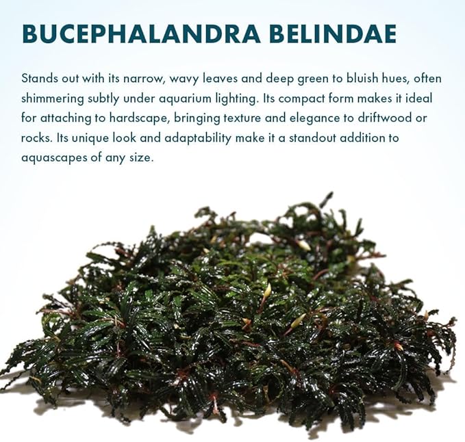 SubstrateSource Live Plants – Bucephalandra Belindae (Bucephalandra belindae) – Low to Medium Light, Dark Iridescent Green Color, Foreground to Midground Placement, Rhizome Growth - Loose, 1 Pack