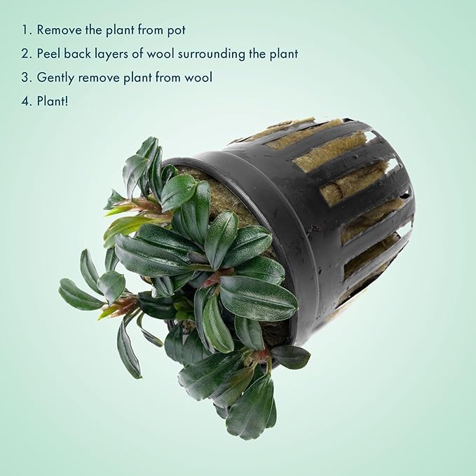 SubstrateSource Live Plants - Bucephalandra Brownie Phoenix - Low Light, Dark Green to Red Accent for Foreground to Midground Freshwater Aquarium Aquascaping - Pot