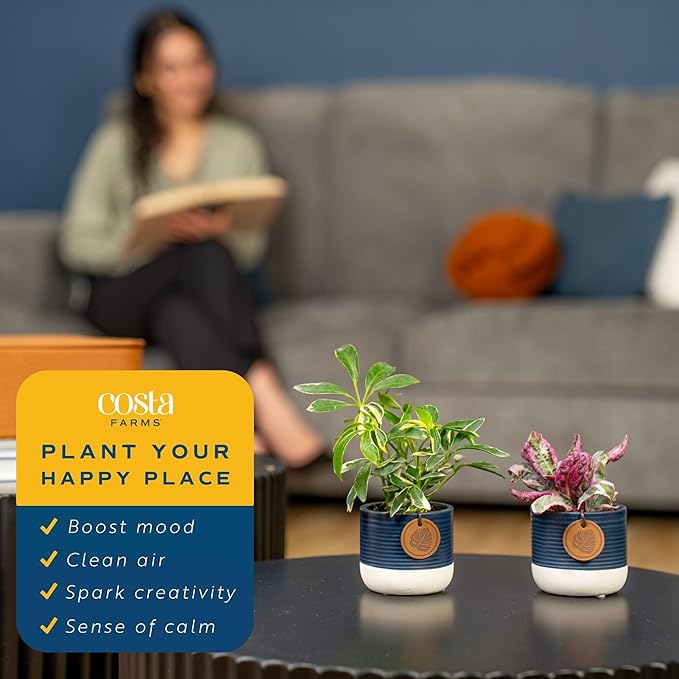 Costa Farms Live Plants (Pack of 20), Easy to Grow Live Indoor Houseplants in 2.5-Inch Plant Pots, Hand-Selected Varieties, Home and Room Decor