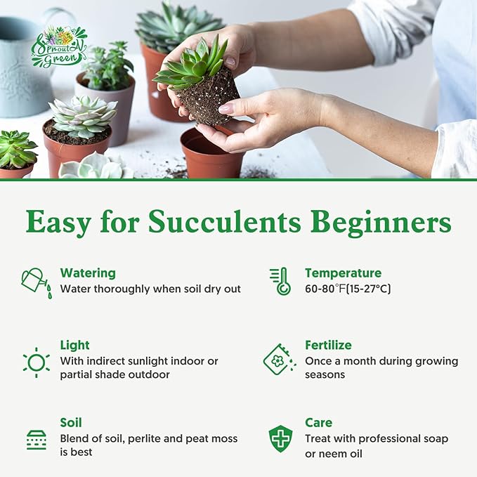 Watch Chain Succulent with Vintage Metal Pot, Rare Live Crassula muscosa Plant, Home Office Indoor Outdoor Wedding Decoration DIY Projects Party Favor