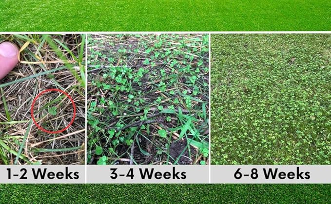 Flawn Seed Kits 5 Lbs Micro Clover Seed, Organic Coated, Eco-Friendly, Low Growing, Low Maintenance, Lawn Alternative, Kraft Zipper Pouch, Covers up to 18,000 Sqft