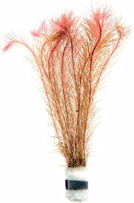 SubstrateSource Live Aquarium Stem Plants - Freshwater Aquatic Plant for Fish Tanks, Aquascaping - (Alternanthera Red Broad Leaf, 1 Bunch)
