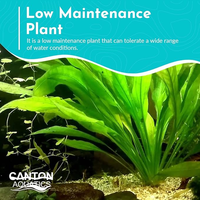 Live Aquarium Amazon Sword Echinodorus Bleheri Plant - Natural Cleaning Filter for Water - Long Lasting & Easy to Maintain Aquatic Plants - Suitable for Winter & Summer - Small