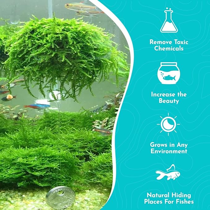 5 Pack Java Moss Taxiphyllum Barbieri Portions