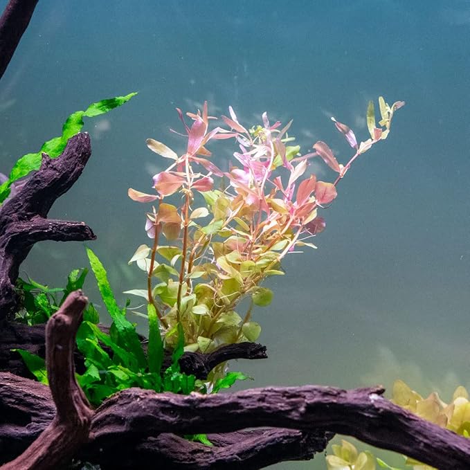 SubstrateSource Live Aquarium Stem Plants - Freshwater Aquatic Plant for Fish Tanks, Aquascaping - (Rotala Rotundifolia Orange Juice, 1 Bunch)