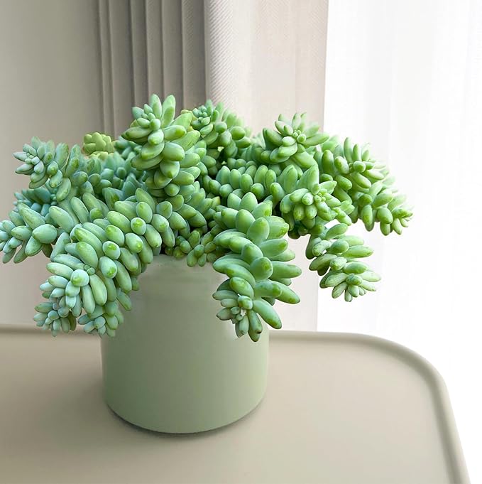 Live Succulents Donkey Tails (4-inch), Succulent Plants Fully Rooted in Pots with Soil, Easy-Care House Plant for DIY, Home Office Decor, Wedding Party Favor