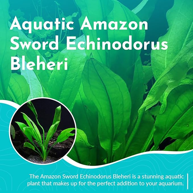 Live Aquarium Amazon Sword Echinodorus Bleheri Plant - Natural Cleaning Filter for Water - Long Lasting & Easy to Maintain Aquatic Plants - Suitable for Winter & Summer - Small