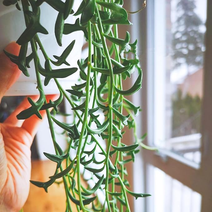 String of Dolphins with White Stripe 4" Pot, Live Succulent Plant Fully Rooted in Pots with Soil, Rare House Plant for Home Office Wedding Decoration DIY Projects Party