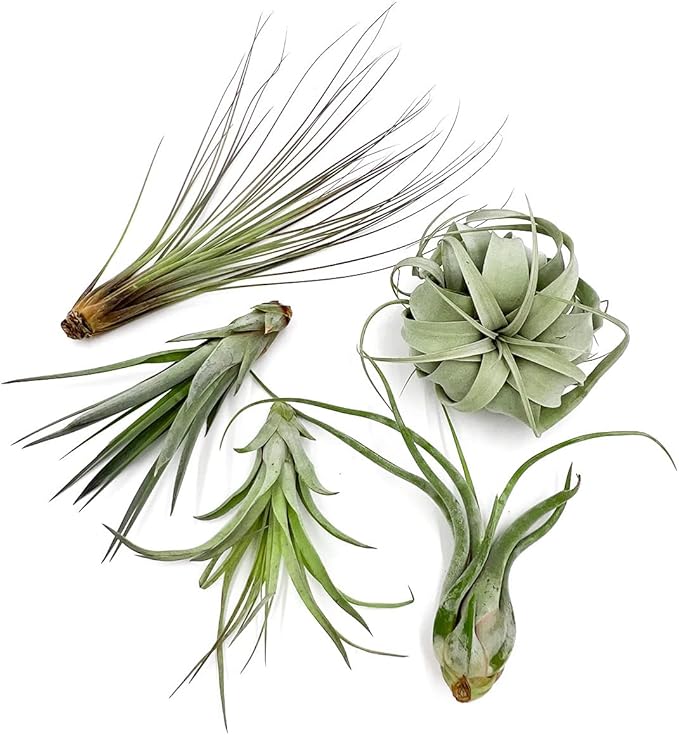 ragnaroc Air Plants - Odin Gift Box - 5ct - Live Arrival Guaranteed - House Plants for Home Decor & Gift