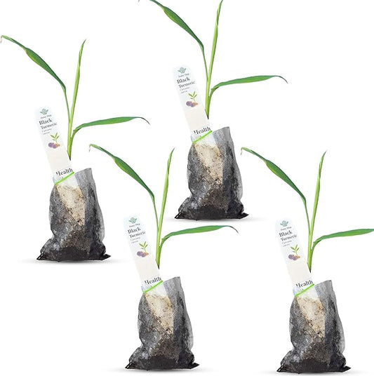 Premium Live Black Turmeric (Curcuma caesia) Plants - Rare Herbal Medicinal Plant, Perfect for Home Gardens (4 Black Turmeric Bags)