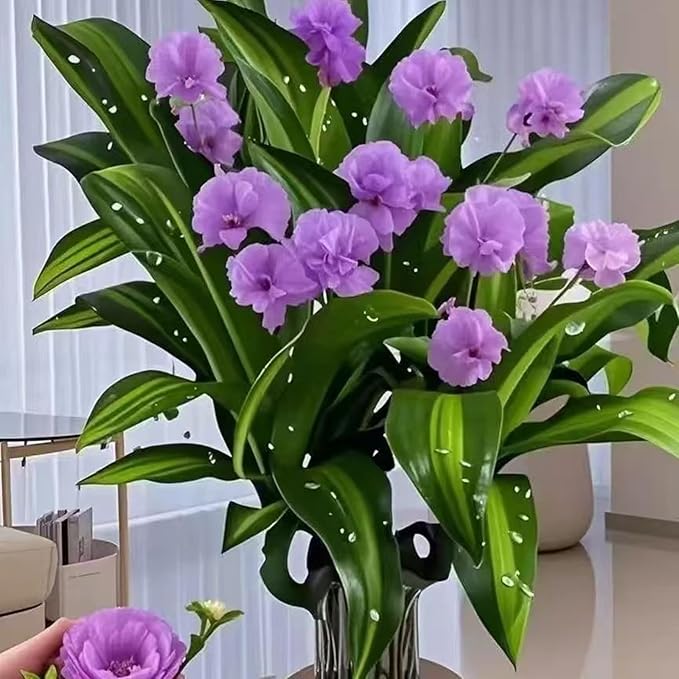 Brazilian Lucky Wood Plant Kit, Lucky Wood Doesn't Need to Wait to Sprout, Suitable for Home Office Desk Decor, Natural Air Cleaner (2L)