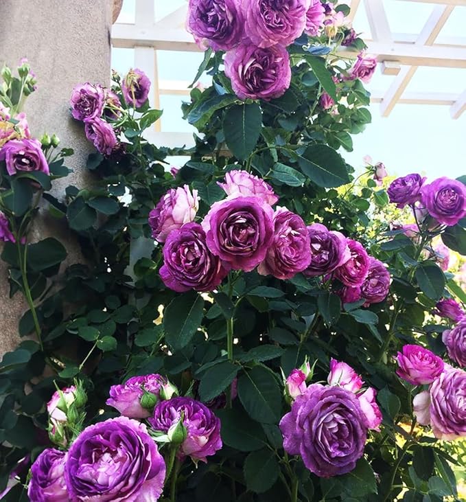 Hybrid Mixed Color Climbing Rose Rosa Bush Vine Climber Fragrant Butterfly Flower 100 Seeds Long-Blooming