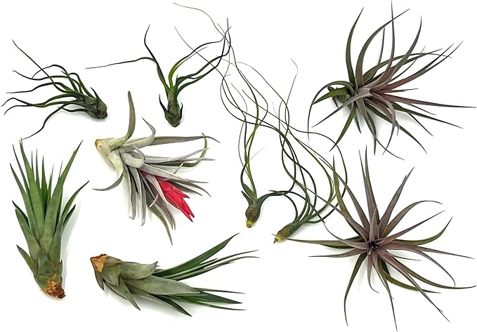 ragnaroc Air Plants - Loki Gift Box - 9ct - Live Arrival Guaranteed - House Plants for Home Decor & Gift
