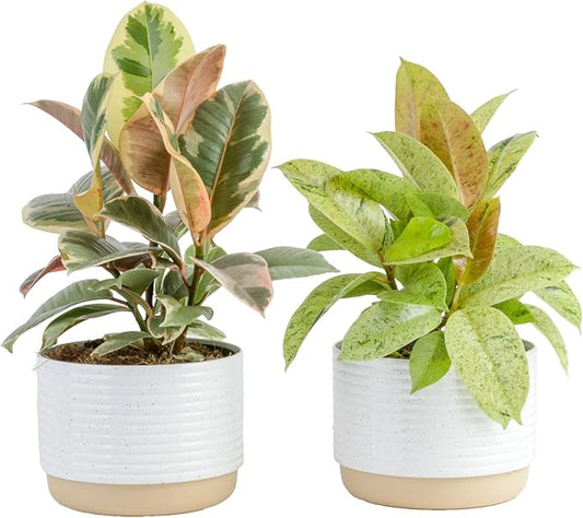 Costa Farms Ficus Live Plants (Pack of 2), Easy to Grow Live Indoor Houseplants, Grower's Choice Collection, Potted in Minimal Decor Plant Pots, Potting Soil, Housewarming Gift, Home and Room Decor