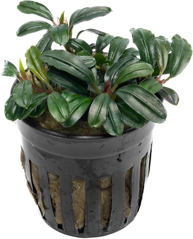 SubstrateSource Live Plants - Bucephalandra Brownie Phoenix - Low Light, Dark Green to Red Accent for Foreground to Midground Freshwater Aquarium Aquascaping - Pot