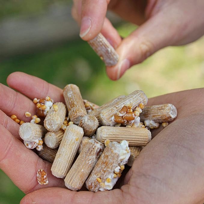 North Spore Organic Lion's Mane Outdoor Mushroom Log Growing Kit | Includes 100 ct. Bag of Plug Spawn | Complete Log Starter Kit with Instructions | Handmade in Maine, USA