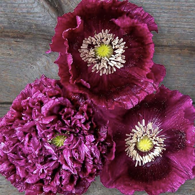 Black Beauty Poppy Seeds - Tall Dark Purple Poppy - Mixture of Doubles and Single Blooms - Approximately 300 Seeds
