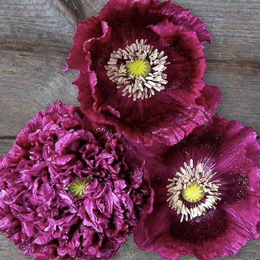 Black Beauty Poppy Seeds - Tall Dark Purple Poppy - Mixture of Doubles and Single Blooms - Approximately 300 Seeds