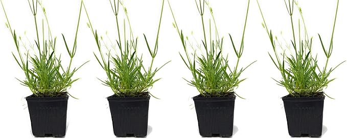 L+ Lavender 'Hidcote Blue' – 4 Live Plants in 4" Pots – Dark Purple Flowers – Fragrant, Pollinator-Friendly, Drought & Deer Resistant – Grown in Washington