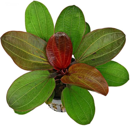 Live Aquarium Amazon Sword Echinodorus Red Pearl Plant - Natural Cleaning Filter for Water - Long Lasting & Easy to Maintain Aquatic Plants - Suitable for Winter & Summer - Small
